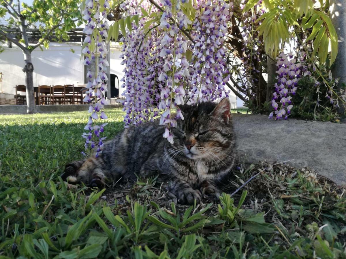 فيلا Relais Il Giardino Fra Gli Ulivi تورينو دي سانغرو المظهر الخارجي الصورة
